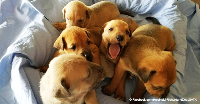 Hombre moribundo tiene solo un último deseo: que sus 11 perros rescatados sean adoptados