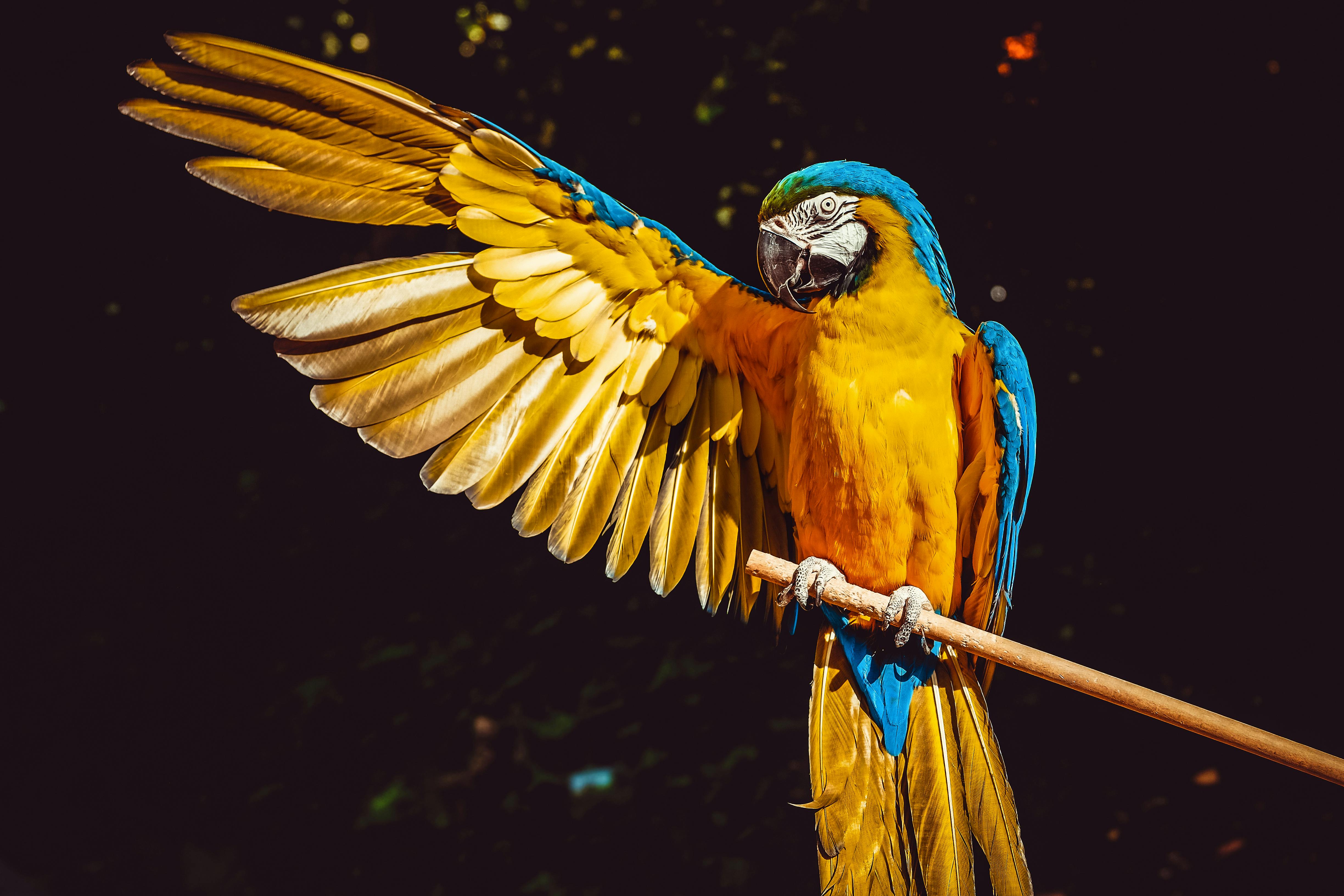 A parrot with wing raised | Source: Pexels