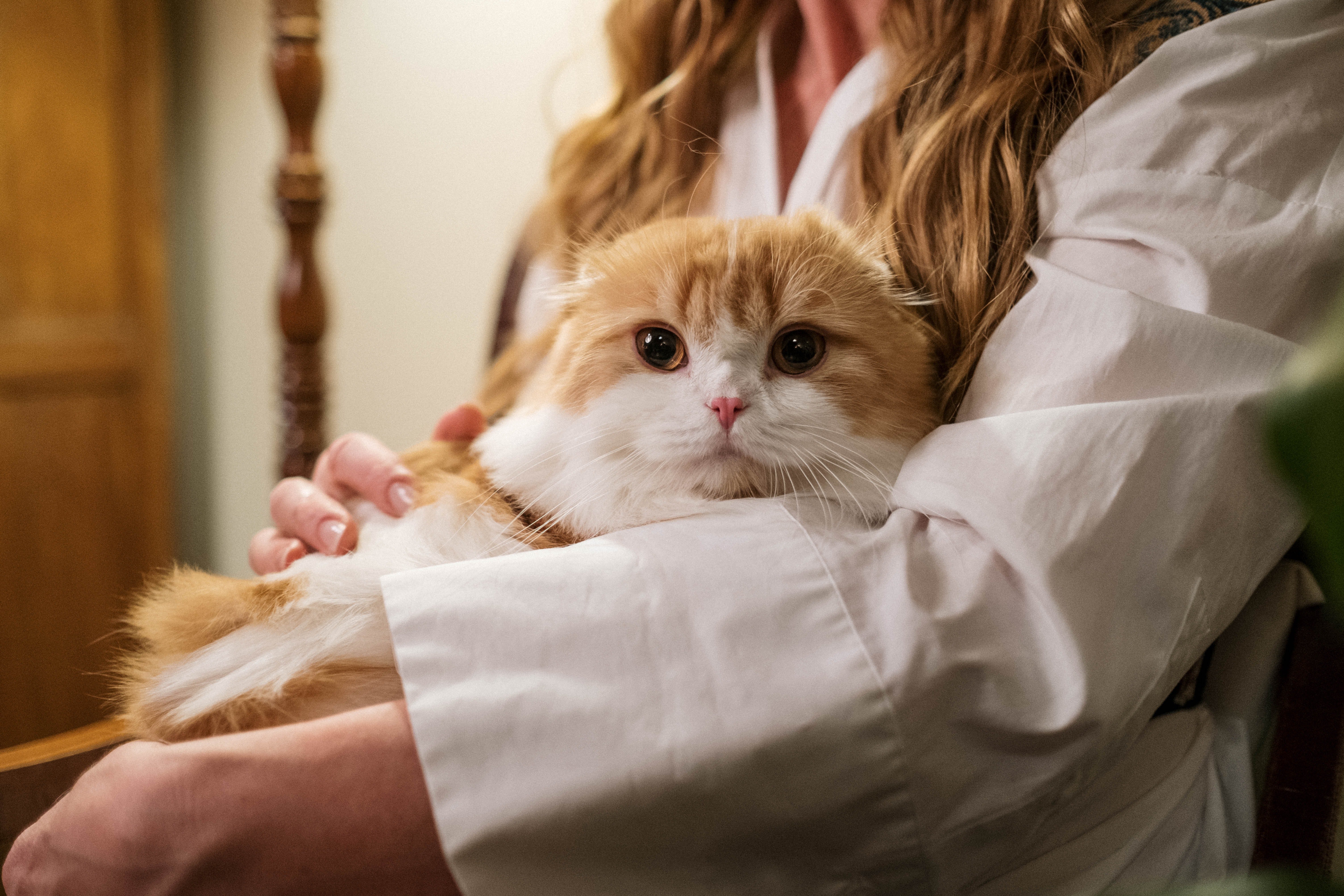Cat sitting on its person's lap | Photo: Pexels