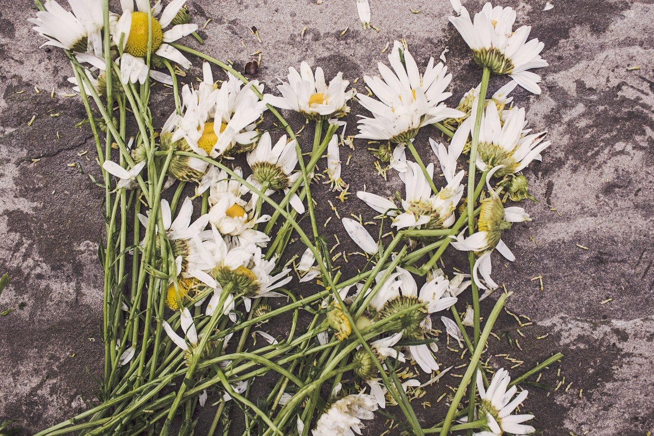 Weiße Blumen auf dem Boden | Quelle: Pexels