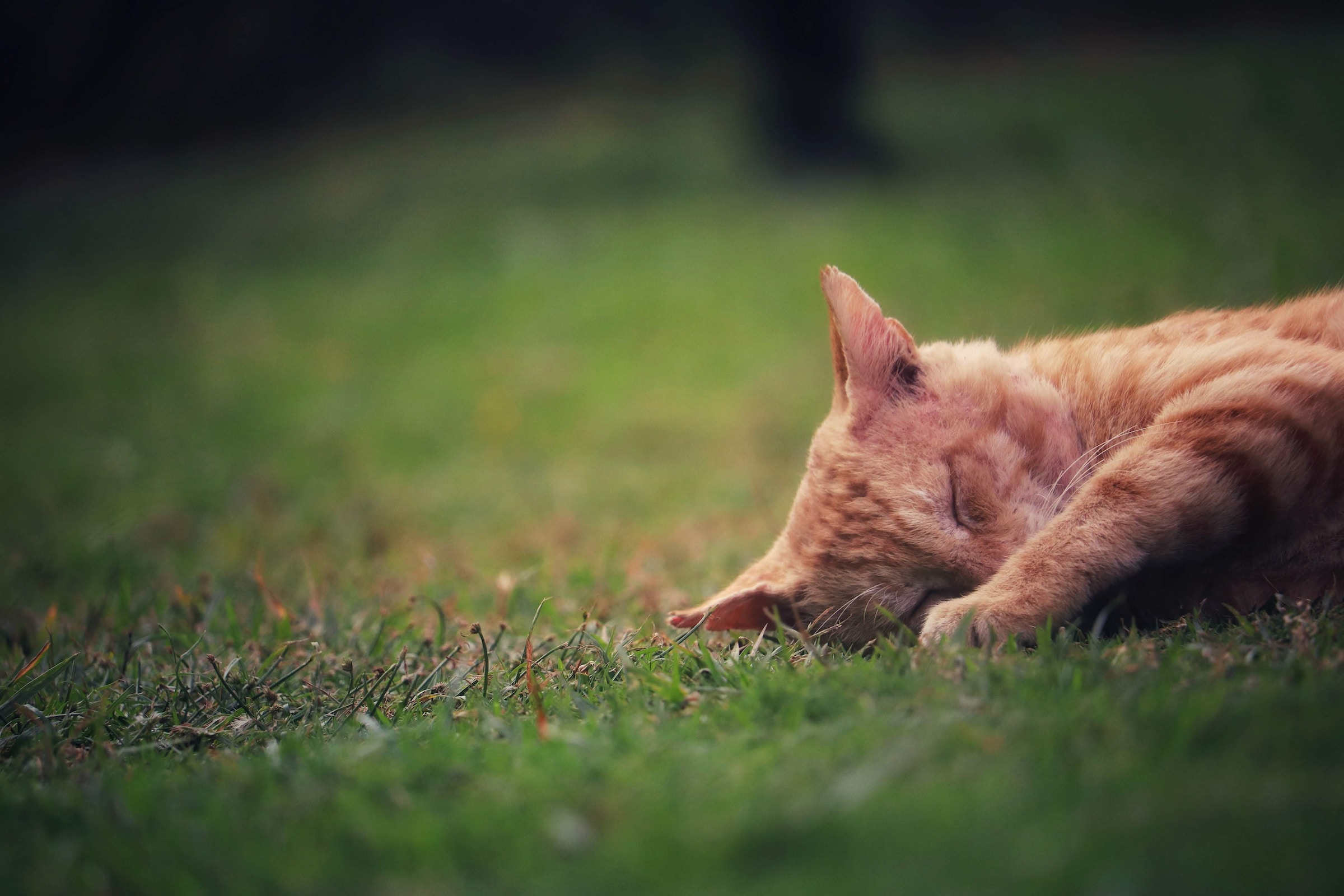 A cat lies down on the grass with her eyes closed | Source: Unsplash