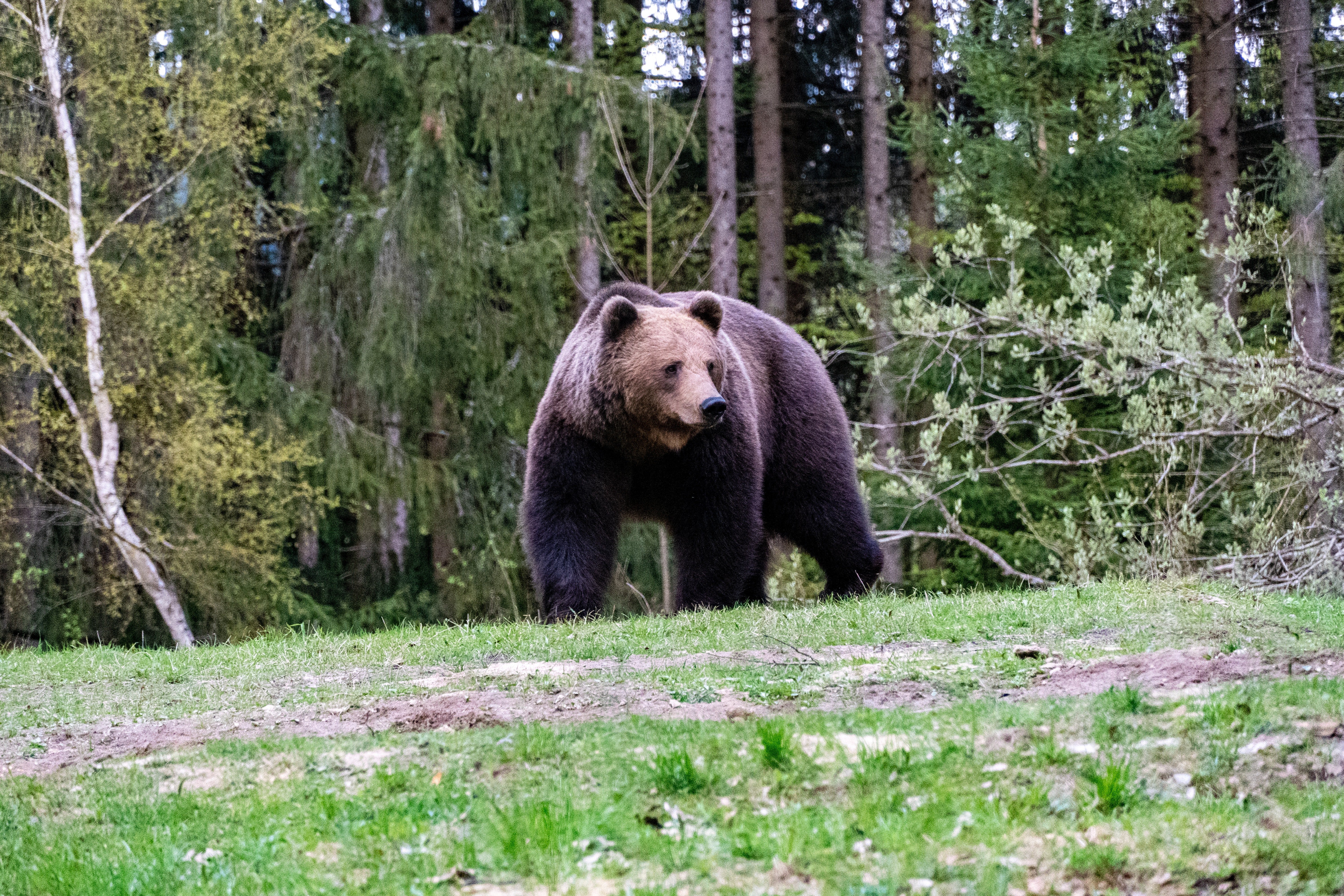 A grizzly bear walks in between a lane of trees | Photo: Pexels/Ibrahim ALbrdawil 