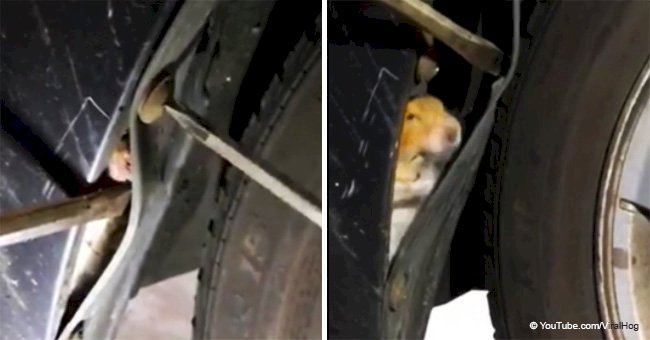 Woman hears scratching from a wheel well, and workers are stunned at a tiny guest trapped inside