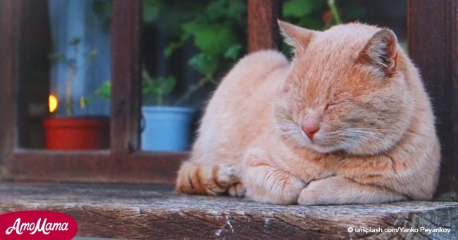 Estudiosos descubrieron por qué los gatos siempre vuelven a casa, y no es por la comida 