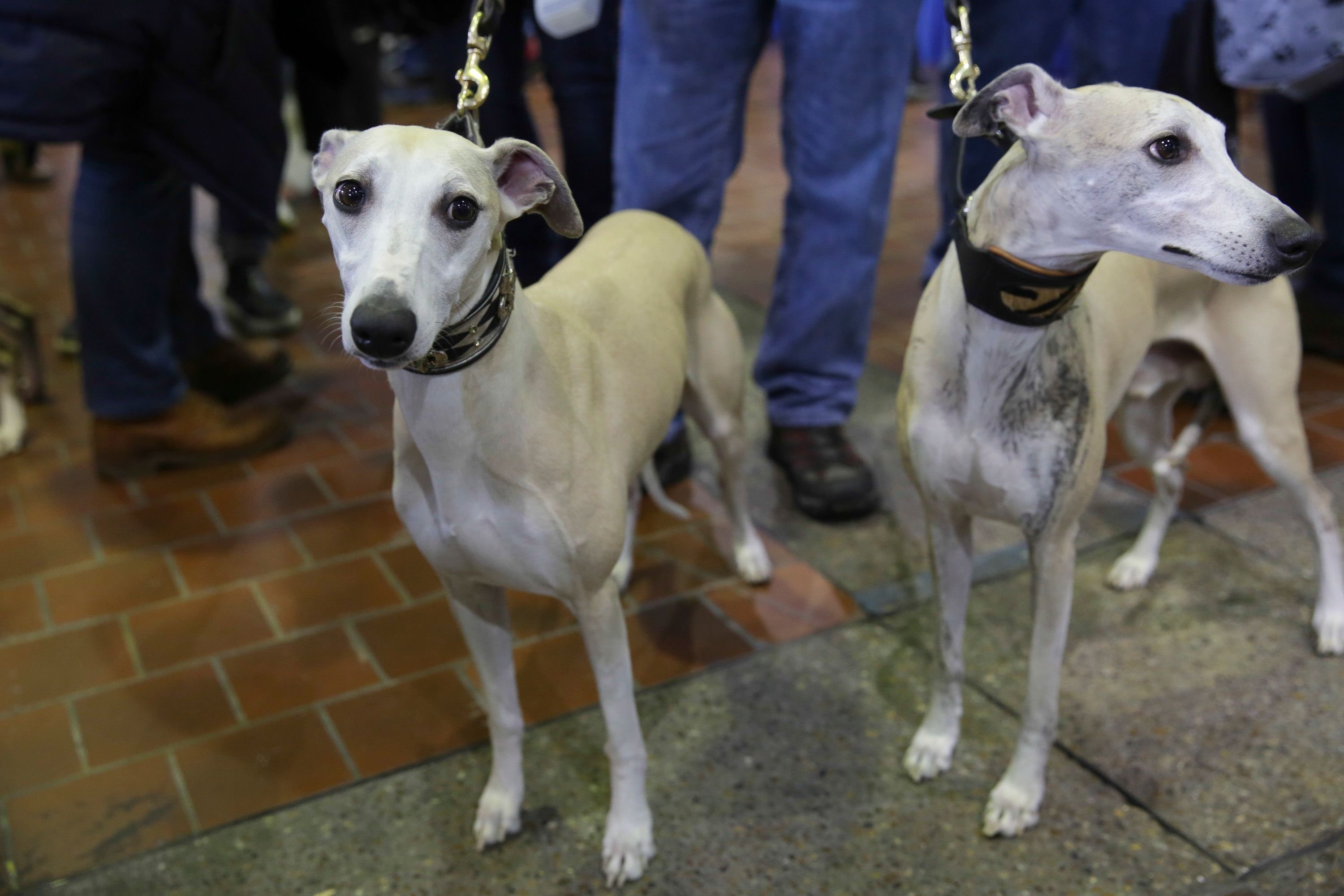 Whippets named Moe and Houdini participate in the 8th annual American Kennel Club Meet the Breeds event held at Pier 92 on February 11, 2017 in New York City. | Source: Getty Images