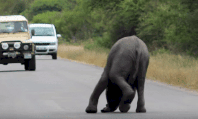 Source : YouTube/Kruger Sightings Source : YouTube/Kruger Sightings