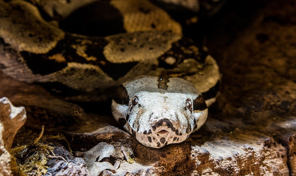 Anaconda, serpiente que pertenece a la familia de las boa constrictor. | Foto: Pixabay Anaconda, serpiente que pertenece a la familia de las boa constrictor. | Foto: Pixabay