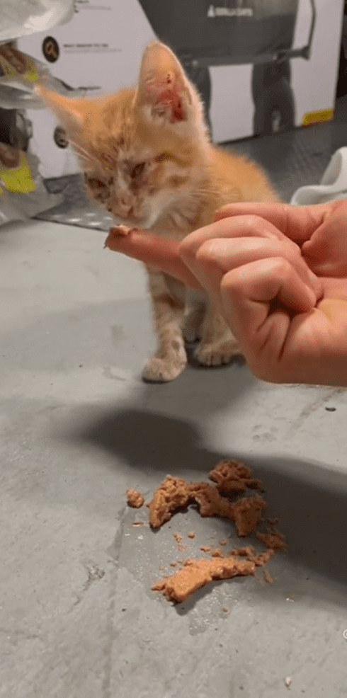 An individual holding cat food out on their finger as a kitten sniffs it. │Source: Reddit/u/druule10 