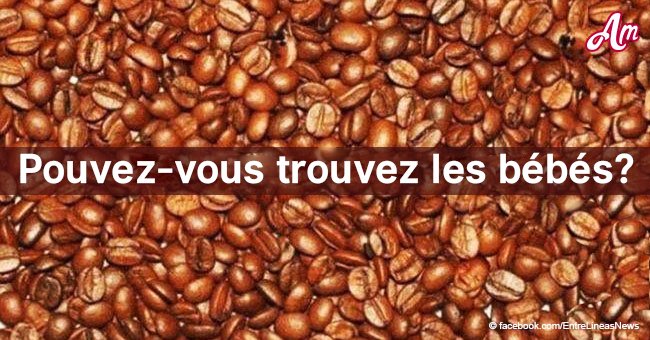 Un défi visuel: Il y a 3 bébés et 3 coccinelles dans les grains de café, pouvez-vous les trouver?