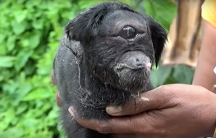 Source : YouTube Barcroft Animals