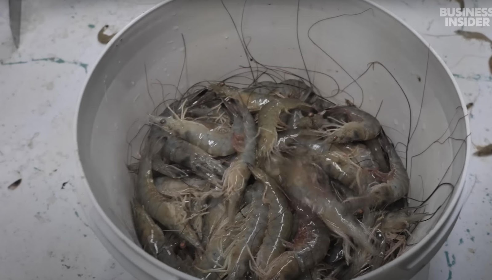 A bucket of shrimp. | Source: YouTube/ Business Insider