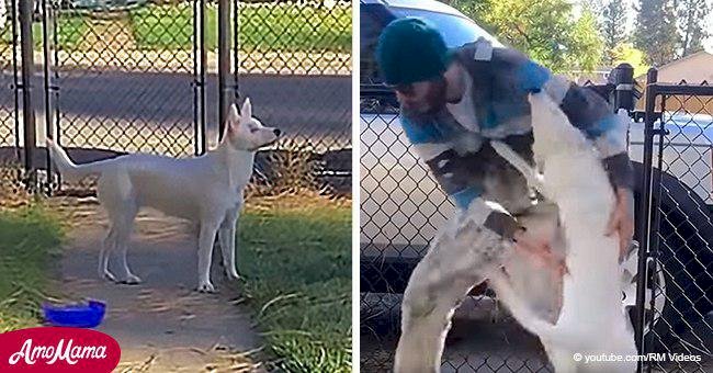 Encantador video captura a perro ciego y sordo emocionado cuando su dueño regresa a casa 