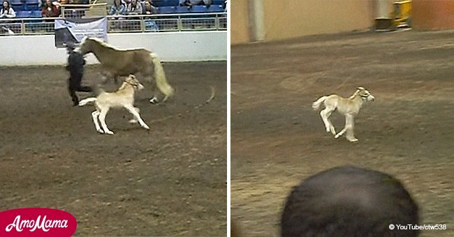 Haflinger foal goes nuts and steals the show