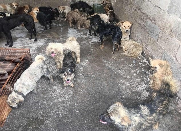 Los perros estaban en muy malas condiciones. | Foto: HSUS