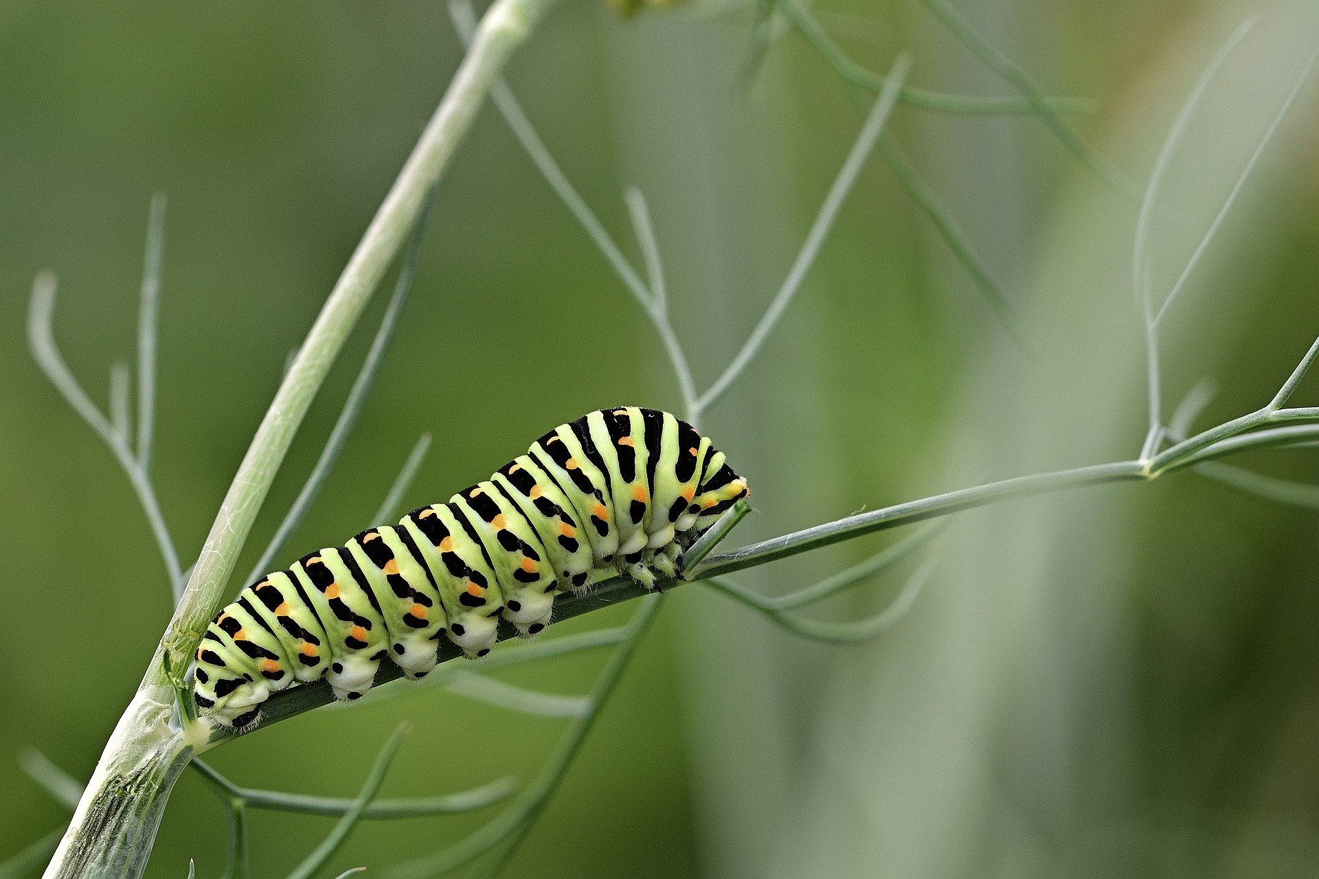 Later another caterpillar fell! | Photo: PIxabay/ jggrz 
