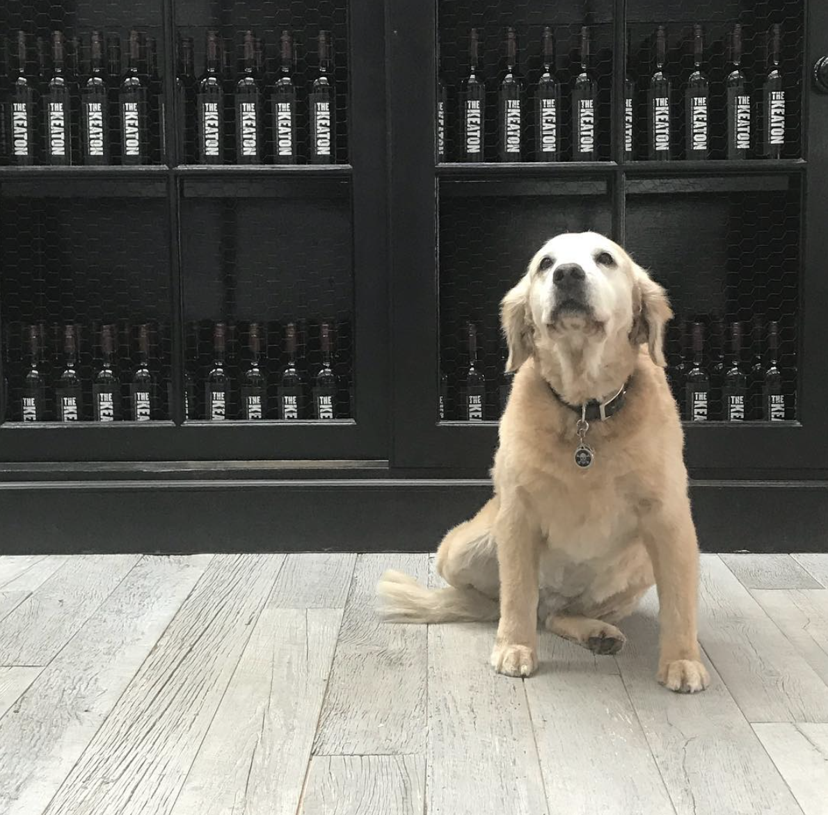 Diane Keaton’s golden retriever Emma pictured in front of a cabinet stocked with bottles from her wine label inside her Sullivan Canyon home, dated November 23, 2017 | Source: Instagram/diane_keaton