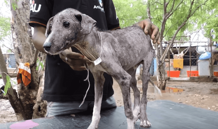 Fuente: YouTube/AnimalAidUnlimitedIndia