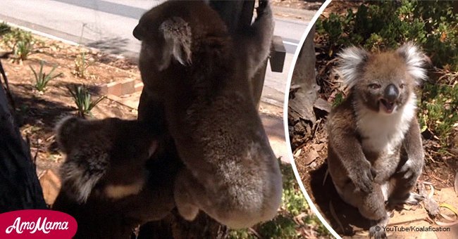 Sad little koala throws terrible tantrum after being kicked out of a tree