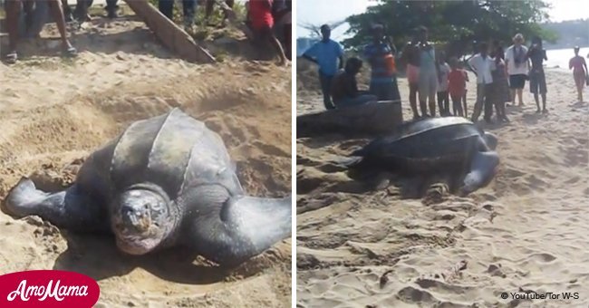 Giant leatherback turtle caught on video laying eggs