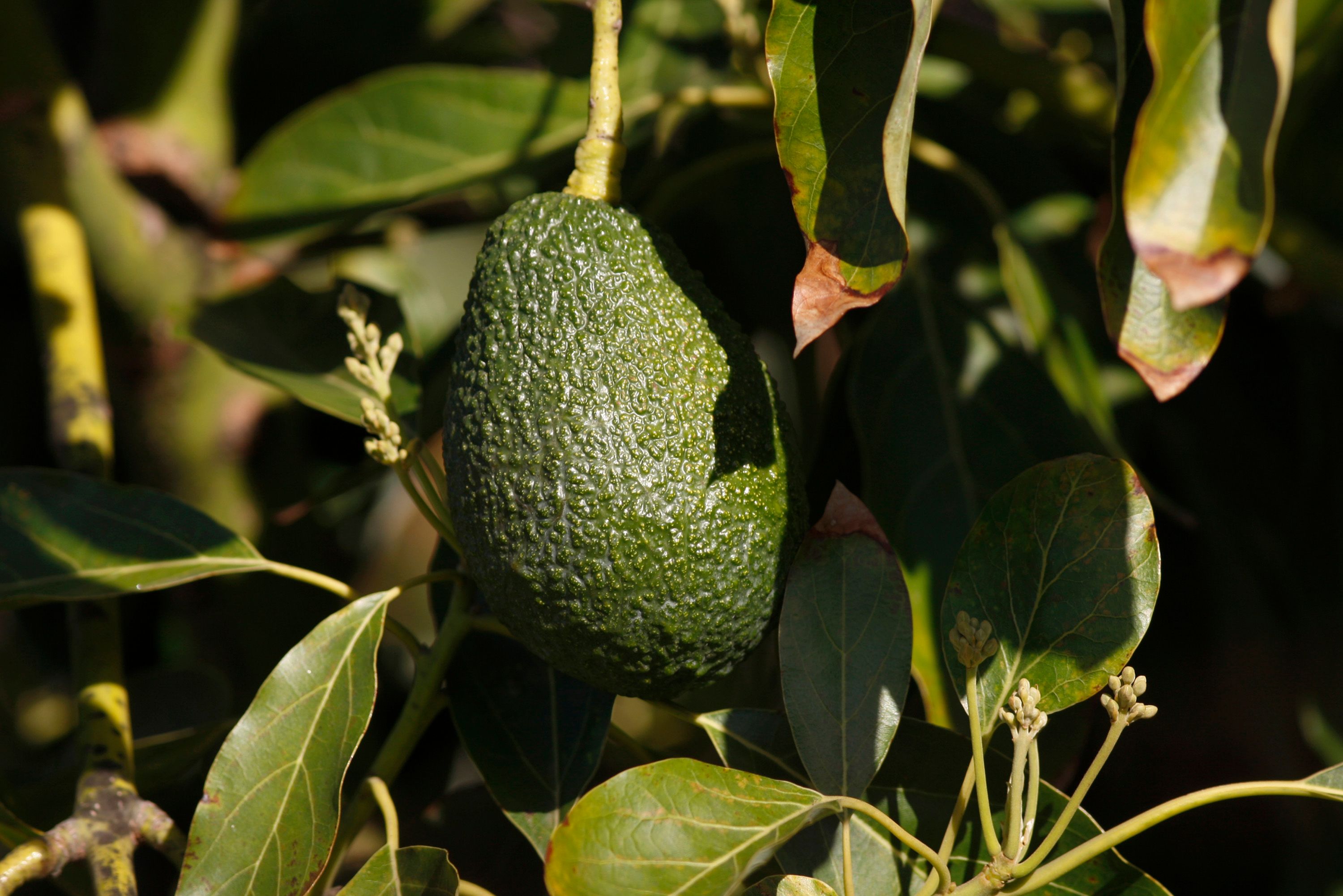 An avocado on a tree. | Source: Getty Images