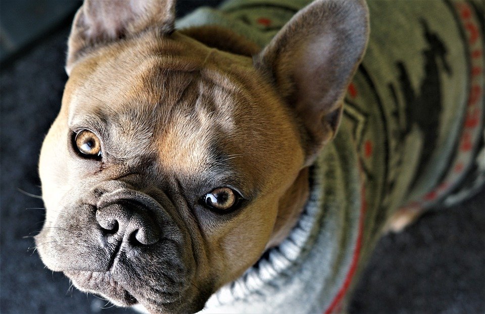 Perro con suéter. | Foto: Pixabay.