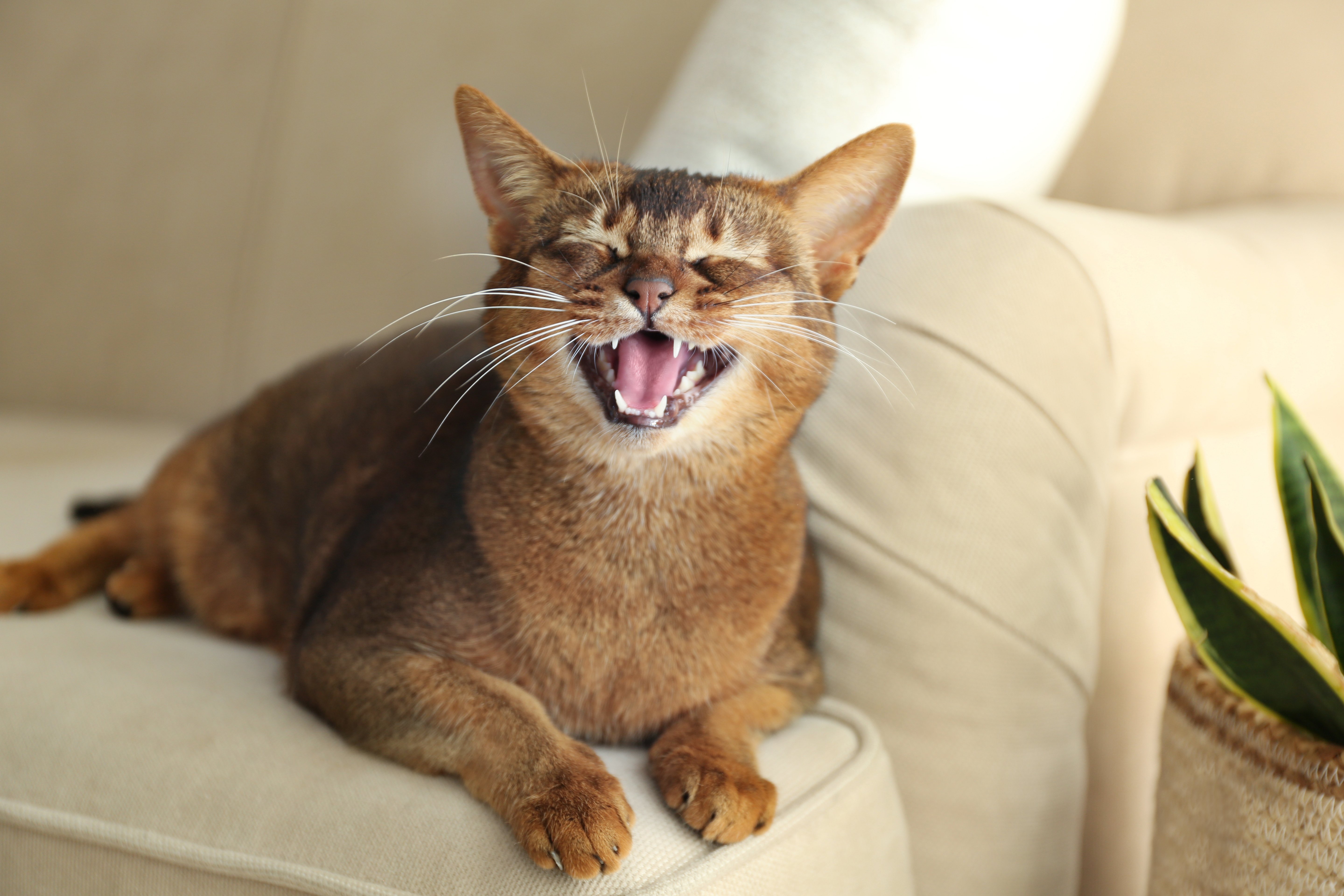 Gato chillando. | Foto: Shutterstock