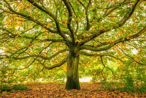 A large oak tree. | Source: Shutterstock.