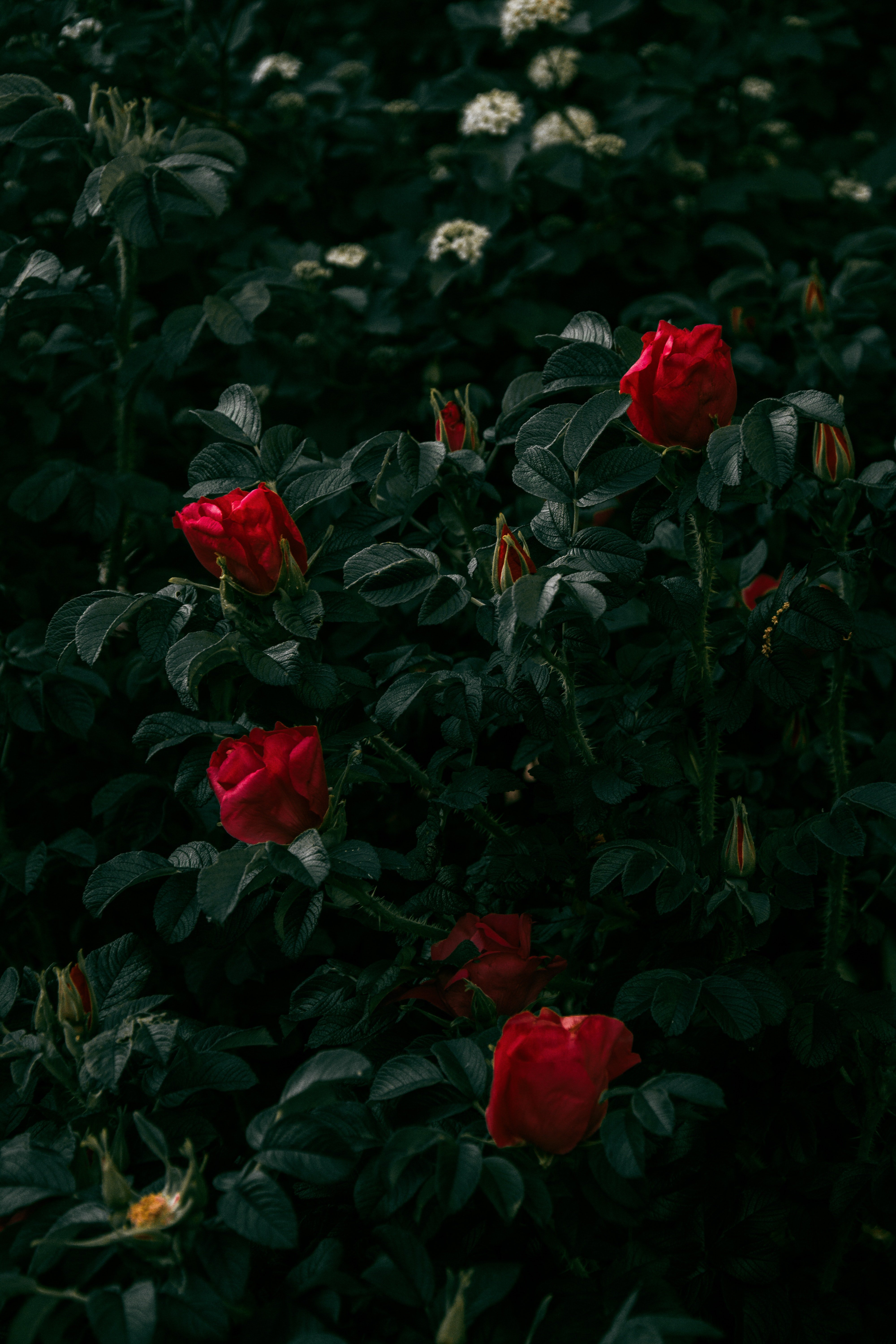 A flower garden | Photo: Pexels