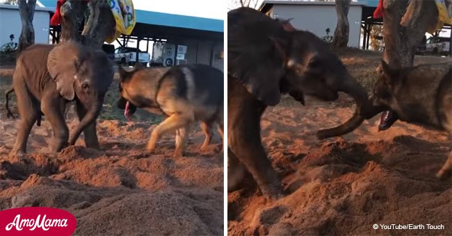How an abandoned baby elephant and a German Shepherd became best friends