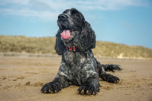 Bild eines Cocker Spaniels | Quelle: Shutterstock