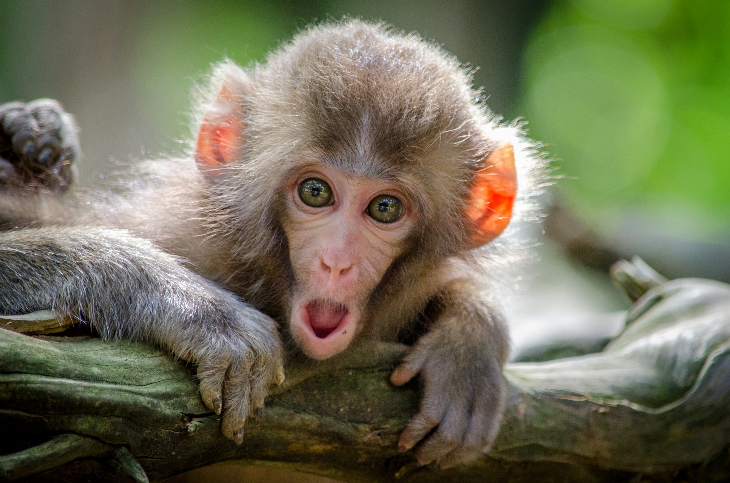 A monkey leaning on a branch | Source: Unsplash