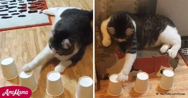 Clever cat outsmarts his owner in a game of wits every single time