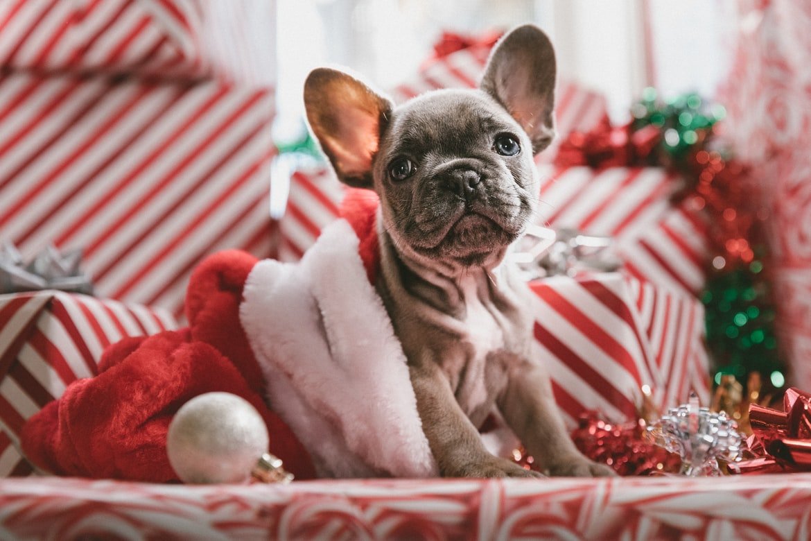 The next year there was the sweetest puppy under the tree | Source: Unsplash