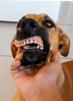 Source : Youtube/Weird News Source : Youtube/Weird News