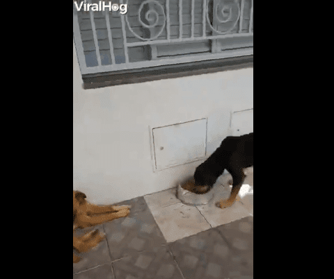 Perro comiendo mientras otros esperan / Imagen tomada de: Facebook / ViralHog Perro comiendo mientras otros esperan / Imagen tomada de: Facebook / ViralHog