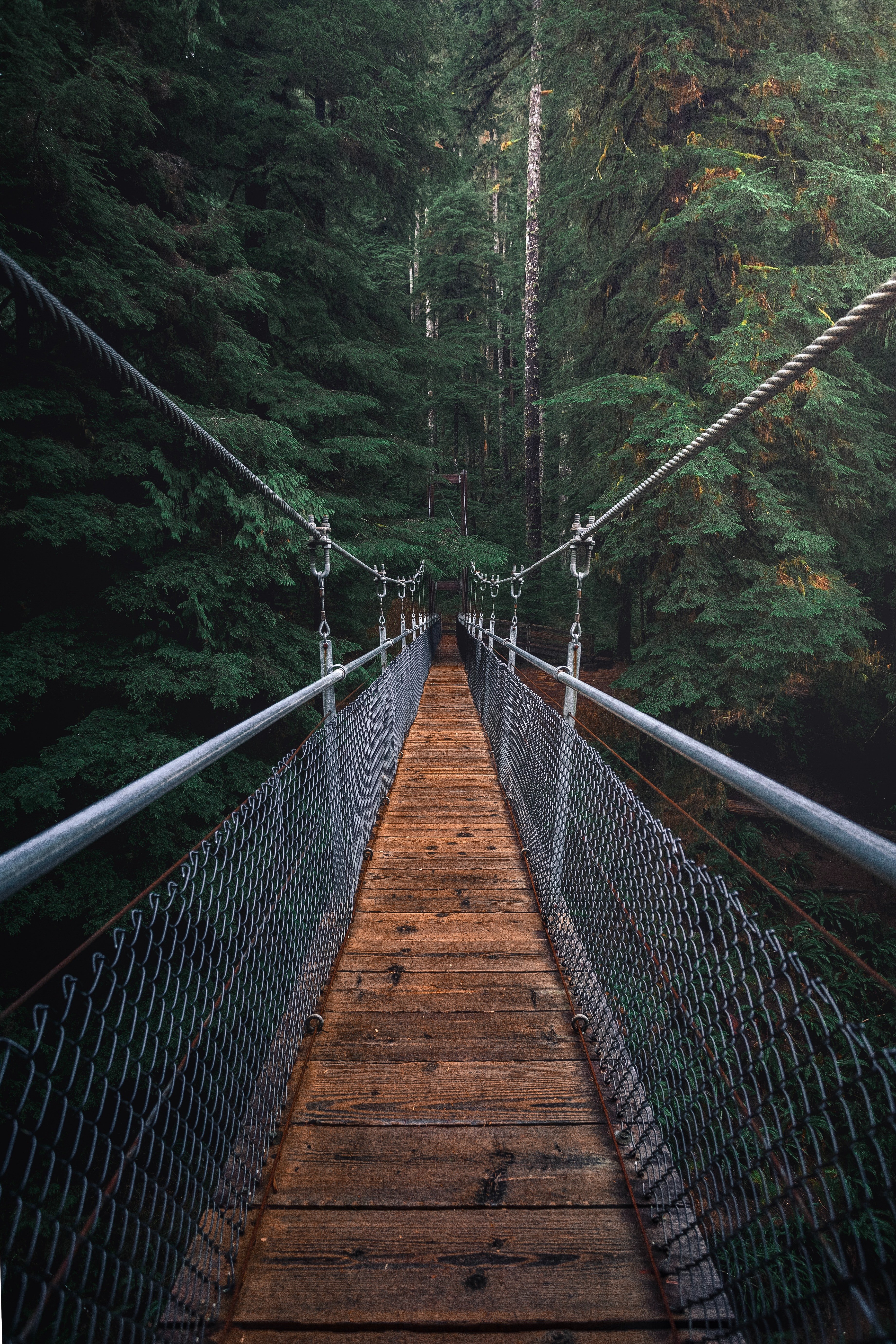 Pictured - An image of a hanging bridge in the forest | Source: Pexels 