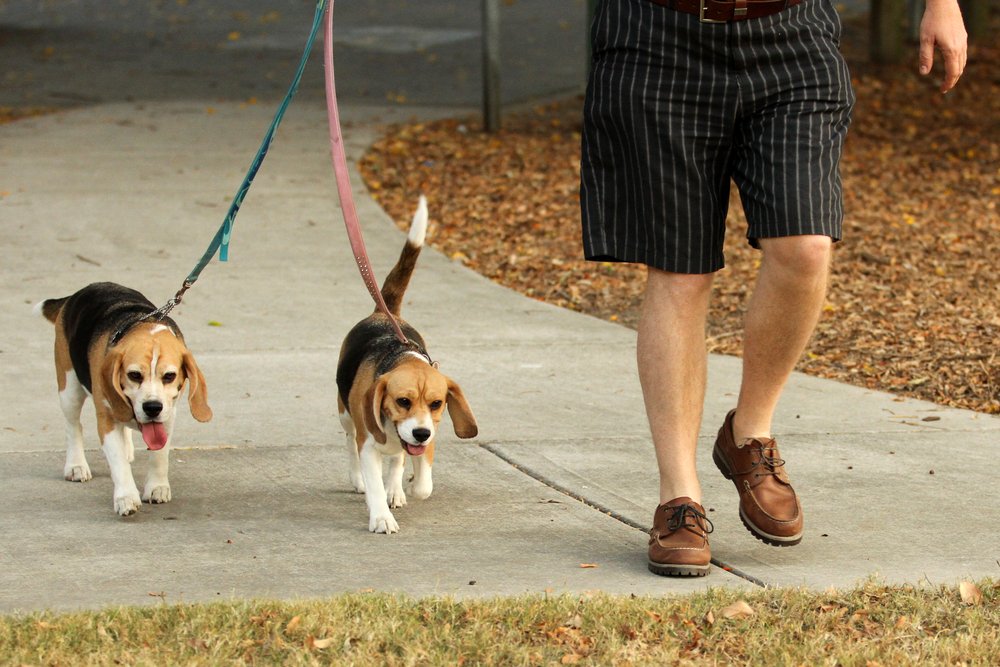 A man walking two dogs. | Photo: Shutterstock