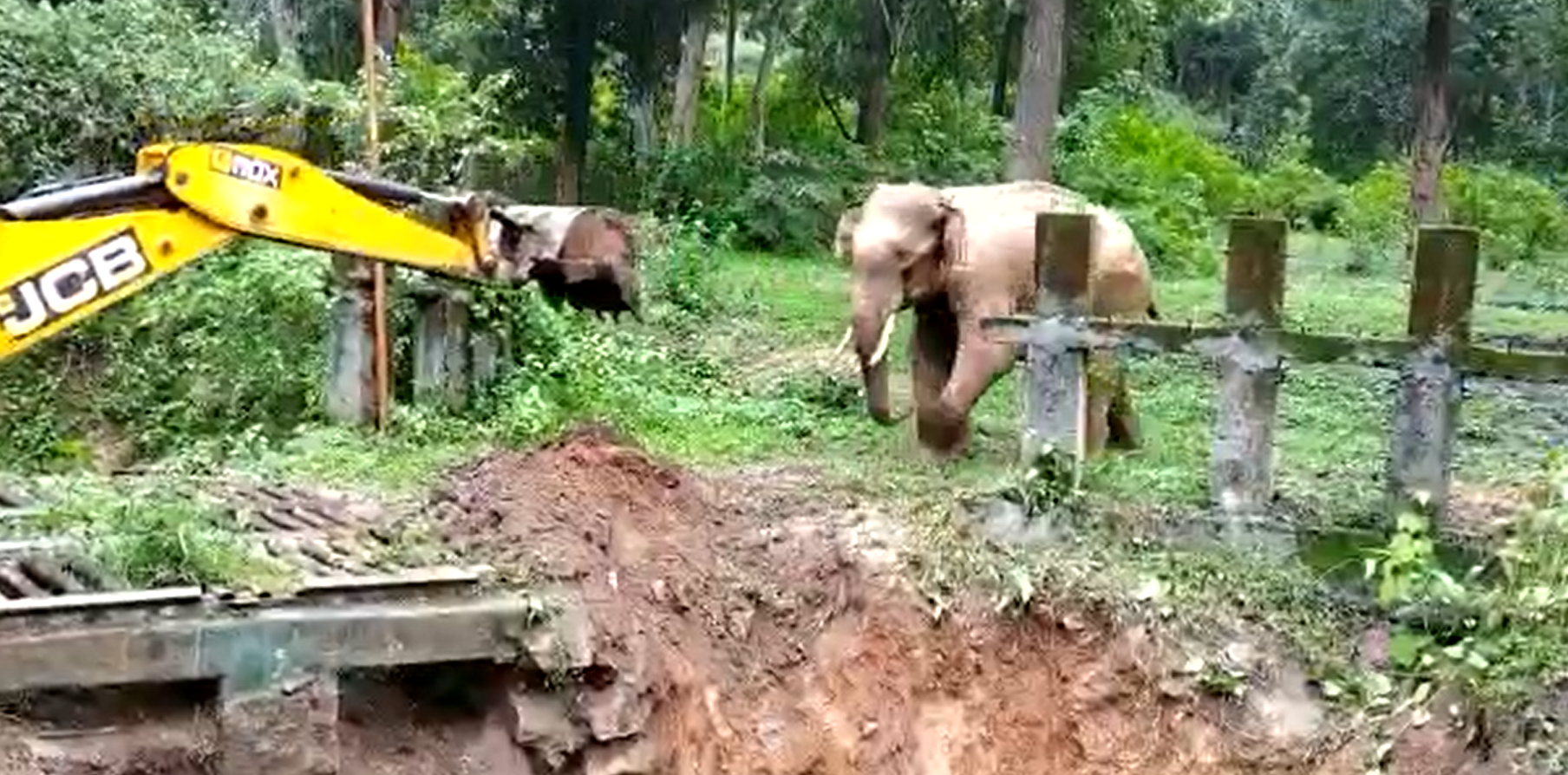 Baby elephant facing the arm of the crane. │Source: twitter.com/SudhaRamenIFS