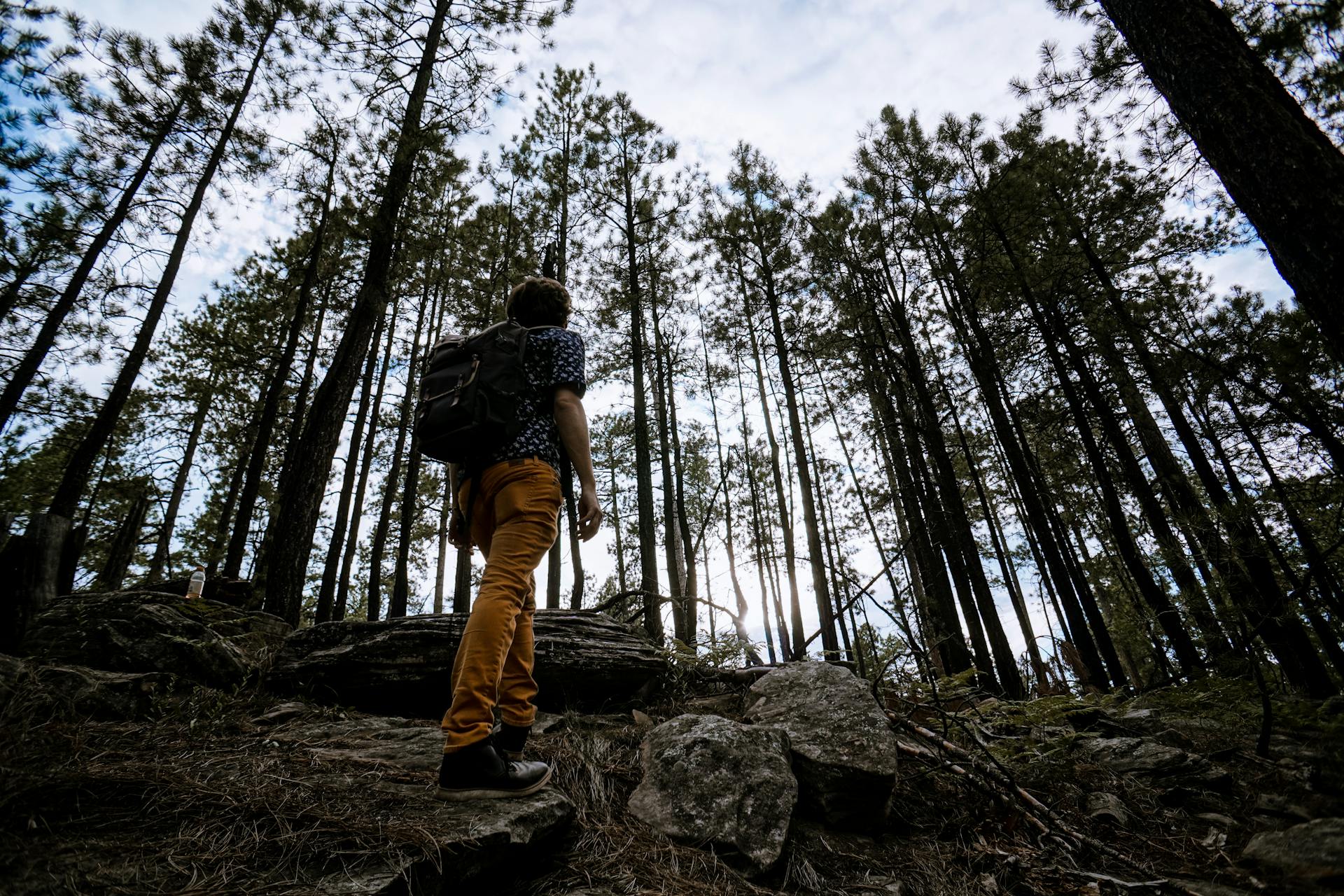 A man hiking in a forest | Source: Pexels