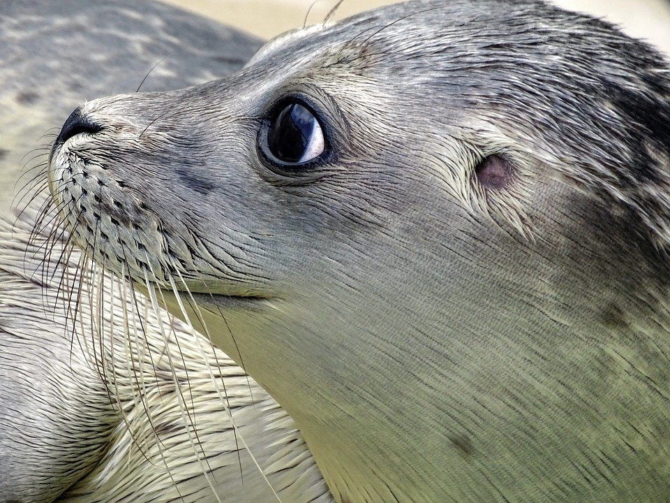 A photo of a baby seal. | Photo: Pixabay