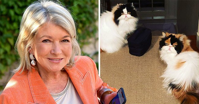 Lifestyle Icon Martha Stewart Reveals Secrets to Being the Best Cat Owner