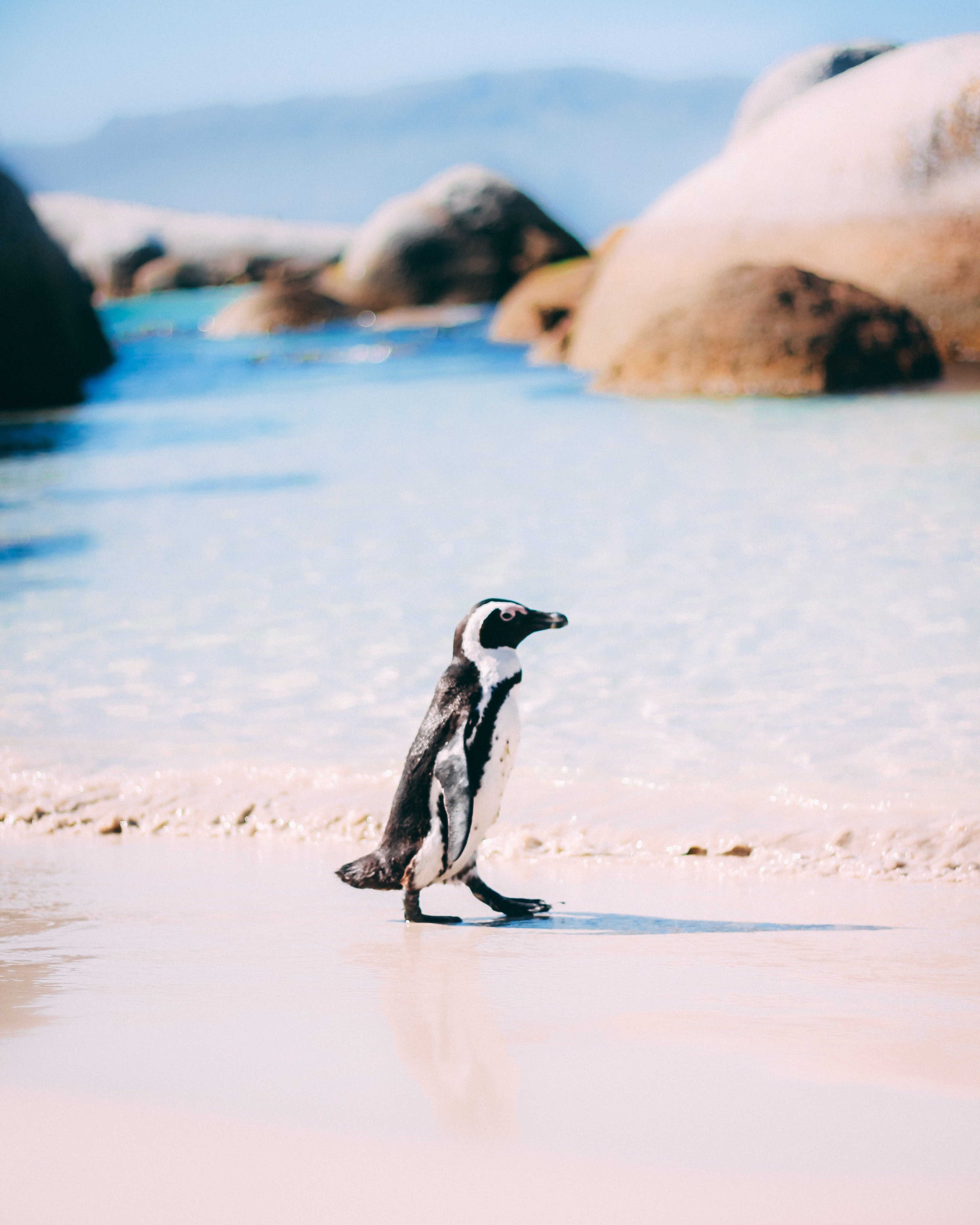 Penguin walking on the beach. | Pexels/ Taryn Elliott