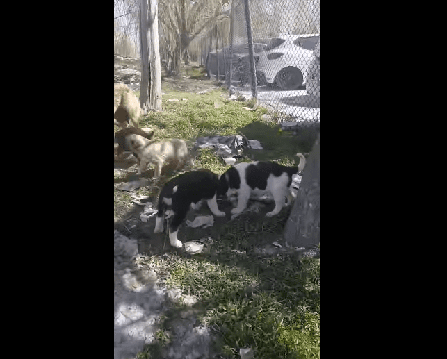 La camada de cachorritos de la perra callejera. Fuente: YouTube / Yusuf Kılıçsarı