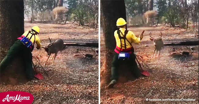 Firefighters rescue struggling deer caught in power line during raging wildfires