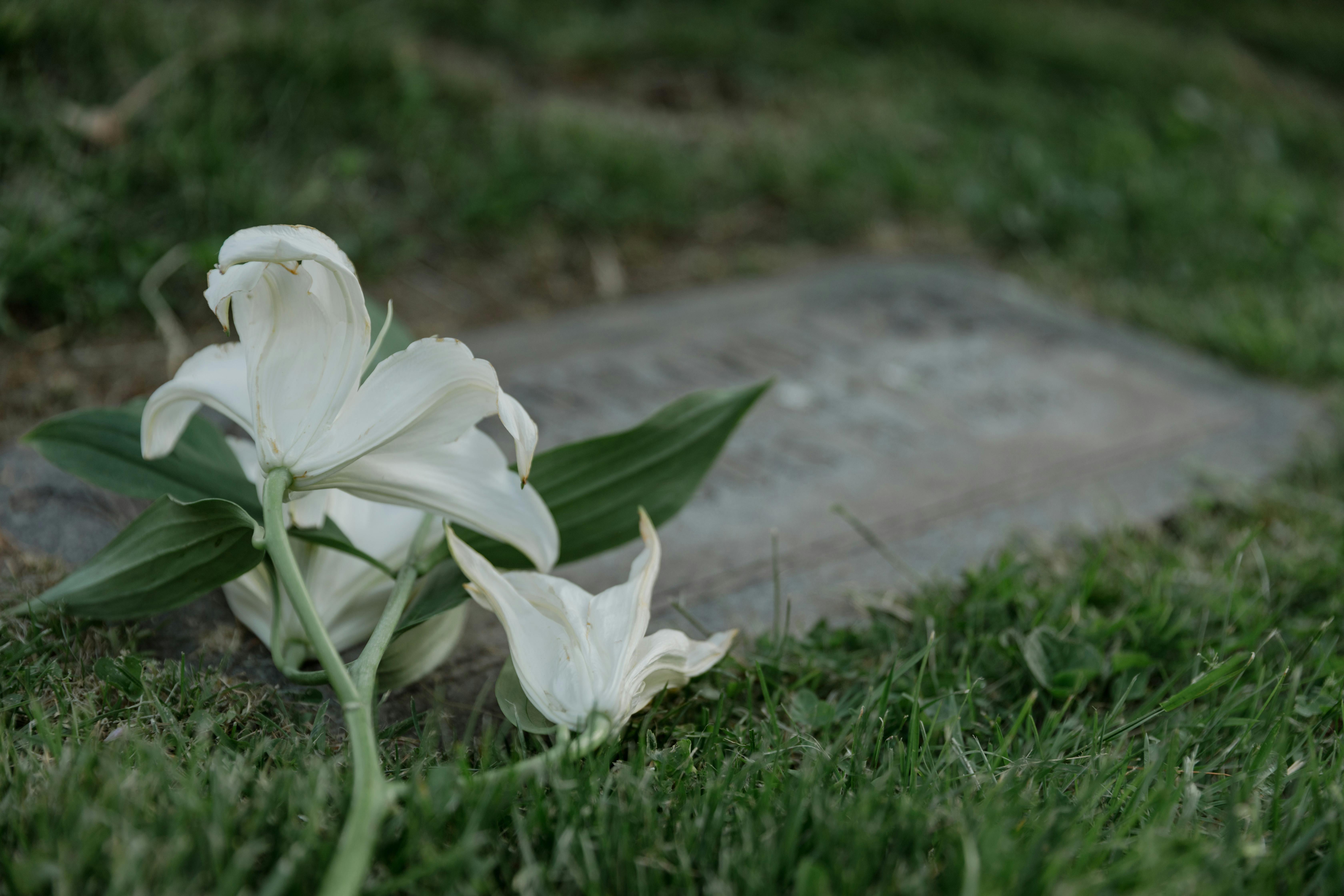 An old small gravestone | Source: Pexels