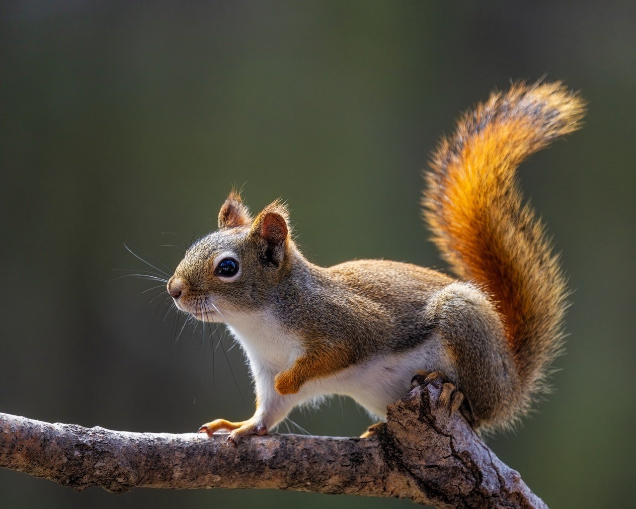 The squirrels crawled up the boy's pants! | Photo: Pexels 