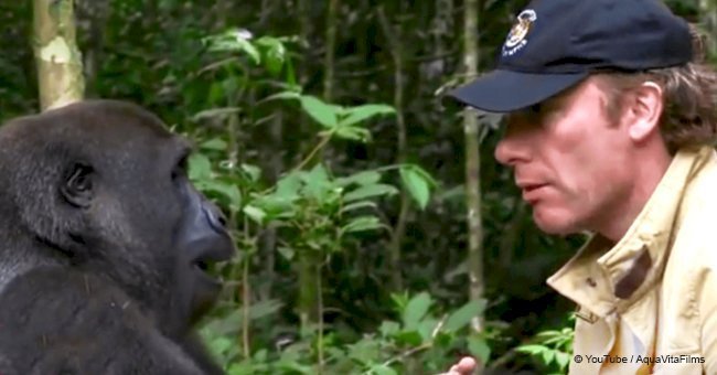 Man came to the jungle to meet the gorilla he raised years ago, despite all warnings