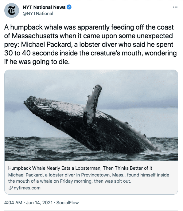 A screenshot of a humpback Whale | Photo: twitter.com/NYT National News