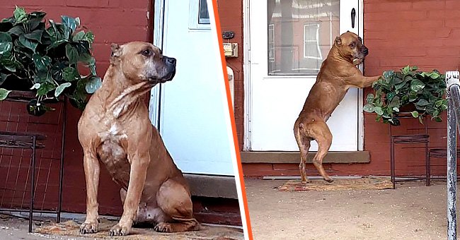 Cupid sits on the porch of of his owner's home [Left] He claws at the door, trying to get in [Right]. | Source: facebook.com/SperanzaAnimalRescue