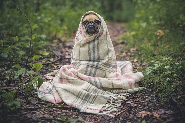 Perro pug con una manta. | Fuente: Pixabay